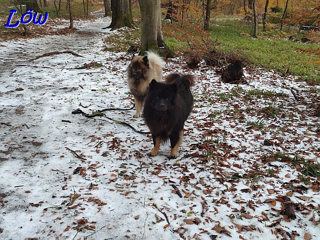 20.11.2024 - Auch im Wald etwas Schnee